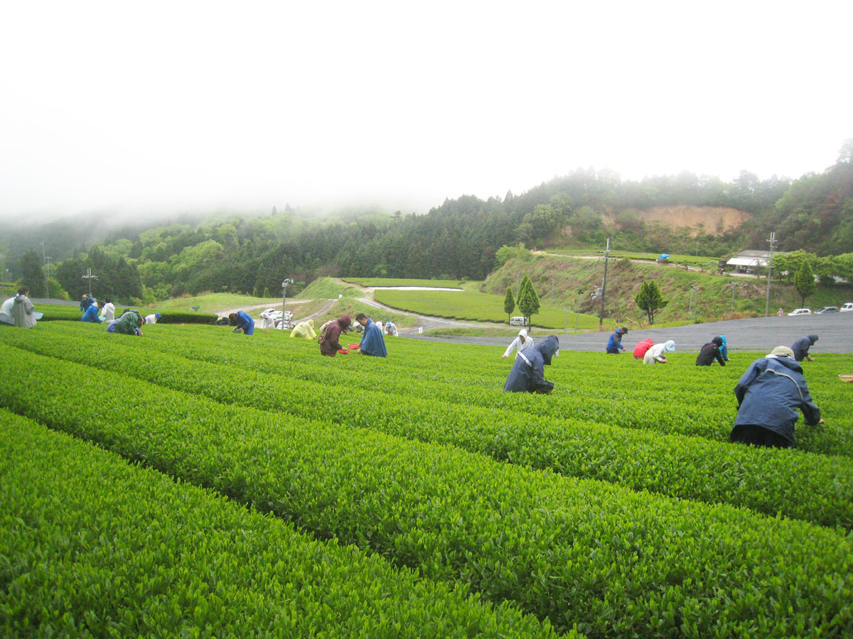 急須職人水野博司さんとの出会い - TEA FARM INOKURA